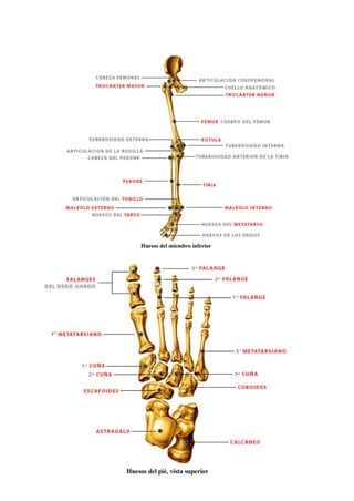 1.4 Sistema Esquelético Huesos      .pdf
