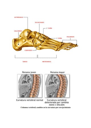 1.4 Sistema Esquelético Huesos      .pdf