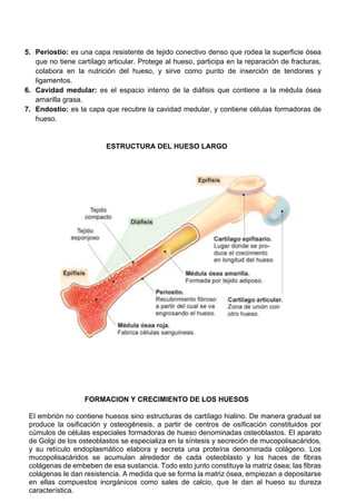 5. Periostio: es una capa resistente de tejido conectivo denso que rodea la superficie ósea
que no tiene cartílago articular. Protege al hueso, participa en la reparación de fracturas,
colabora en la nutrición del hueso, y sirve como punto de inserción de tendones y
ligamentos.
6. Cavidad medular: es el espacio interno de la diáfisis que contiene a la médula ósea
amarilla grasa.
7. Endostio: es la capa que recubre la cavidad medular, y contiene células formadoras de
hueso.
ESTRUCTURA DEL HUESO LARGO
FORMACION Y CRECIMIENTO DE LOS HUESOS
El embrión no contiene huesos sino estructuras de cartílago hialino. De manera gradual se
produce la osificación y osteogénesis, a partir de centros de osificación constituidos por
cúmulos de células especiales formadoras de hueso denominadas osteoblastos. El aparato
de Golgi de los osteoblastos se especializa en la síntesis y secreción de mucopolisacáridos,
y su retículo endoplasmático elabora y secreta una proteína denominada colágeno. Los
mucopolisacáridos se acumulan alrededor de cada osteoblasto y los haces de fibras
colágenas de embeben de esa sustancia. Todo esto junto constituye la matriz ósea; las fibras
colágenas le dan resistencia. A medida que se forma la matriz ósea, empiezan a depositarse
en ellas compuestos inorgánicos como sales de calcio, que le dan al hueso su dureza
característica.
 