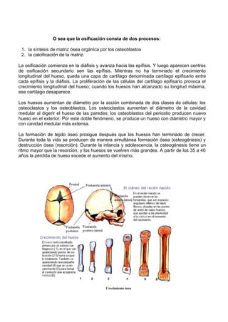 O sea que la osificación consta de dos procesos:
1. la síntesis de matriz ósea orgánica por los osteoblastos
2. la calcificación de la matriz.
La osificación comienza en la diáfisis y avanza hacia las epífisis. Y luego aparecen centros
de osificación secundario sen las epífisis. Mientras no ha terminado el crecimiento
longitudinal del hueso, queda una capa de cartílago denominada cartílago epifisario entre
cada epífisis y la diáfisis. La proliferación de las células del cartílago epifisario provoca el
crecimiento longitudinal del hueso; cuando los huesos han alcanzado su longitud máxima,
ese cartílago desaparece.
Los huesos aumentan de diámetro por la acción combinada de dos clases de células: los
osteoclastos y los osteoblastos. Los osteoclastos aumentan el diámetro de la cavidad
medular al digerir el hueso de las paredes; los osteoblastos del periostio producen nuevo
hueso en el exterior. Por este doble fenómeno, se produce un hueso con diámetro mayor y
con cavidad medular más extensa.
La formación de tejido óseo prosigue después que los huesos han terminado de crecer.
Durante toda la vida se producen de manera simultánea formación ósea (osteogénesis) y
destrucción ósea (resorción). Durante la infancia y adolescencia, la osteogénesis tiene un
ritmo mayor que la resorción, y los huesos se vuelven más grandes. A partir de los 35 a 40
años la pérdida de hueso excede el aumento del mismo.
 