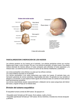 VASCULARIZACION E INERVACION DE LOS HUESOS
Las arterias penetran en los huesos por el periostio. Las arterias periósticas entran por muchos
lugares para irrigar y nutrir el hueso. Por eso, si se elimina el periostio, el hueso muere. Una arteria
nutricia atraviesa de manera oblicua el hueso compacto para alimentar el hueso esponjoso y la
médula ósea. Los extremos de los huesos se nutren de las arterias metafisarias y epifisarias.
Las venas acompañan a las arterias a su paso por los orificios nutricios.
Los vasos linfáticos abundan en el periostio.
Los nervios acompañan a los vasos sanguíneos que nutren los huesos. El periostio tiene una
inervación generosa de nervios sensitivos, responsables del dolor. El periostio es muy sensible al
desgarro o a la tensión, lo que explica el dolor agudo de la fractura ósea. En cambio el hueso apenas
tiene terminaciones sensitivas.
Los nervios vasomotores causan vasoconstricción o dilatación de los vasos sanguíneos del interior
del hueso y regulan el flujo por la médula ósea.
División del sistema esquelético
El esqueleto humano consta de 206 huesos. Se agrupan en:
• Esqueleto axial: formado por 80 huesos. De la cabeza, cuello y tronco.
• Esqueleto apendicular formado por 126 huesos. De los miembros, incluidas las cinturas escapular
y pelviana.
 