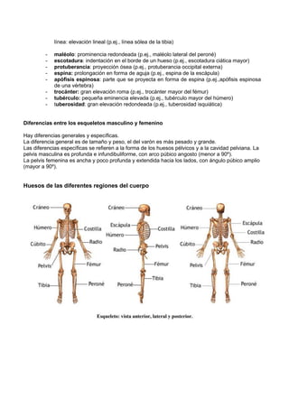 línea: elevación lineal (p.ej., línea sólea de la tibia)
- maléolo: prominencia redondeada (p.ej., maléolo lateral del peroné)
- escotadura: indentación en el borde de un hueso (p.ej., escotadura ciática mayor)
- protuberancia: proyección ósea (p.ej., protuberancia occipital externa)
- espina: prolongación en forma de aguja (p.ej., espina de la escápula)
- apófisis espinosa: parte que se proyecta en forma de espina (p.ej.,apófisis espinosa
de una vértebra)
- trocánter: gran elevación roma (p.ej., trocánter mayor del fémur)
- tubérculo: pequeña eminencia elevada (p.ej., tubérculo mayor del húmero)
- tuberosidad: gran elevación redondeada (p.ej., tuberosidad isquiática)
Diferencias entre los esqueletos masculino y femenino
Hay diferencias generales y específicas.
La diferencia general es de tamaño y peso, el del varón es más pesado y grande.
Las diferencias específicas se refieren a la forma de los huesos pélvicos y a la cavidad pelviana. La
pelvis masculina es profunda e infundibuliforme, con arco púbico angosto (menor a 90º).
La pelvis femenina es ancha y poco profunda y extendida hacia los lados, con ángulo púbico amplio
(mayor a 90º).
Huesos de las diferentes regiones del cuerpo
 