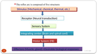 11/02/2024
16
The reflex arc is composed of five structures
Stimulus (Mechanical, chemical, thermal, etc.)
Receptor (Neural transduction)
Sensory System
Integrating center (Brain and spinal cord)
Motor System (FB)
Effectors (Muscle, gland) =Desirable biological responses
 