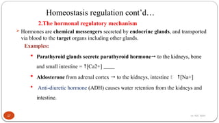 11/02/2024
Homeostasis regulation cont’d…
17
2.The hormonal regulatory mechanism
 Hormones are chemical messengers secreted by endocrine glands, and transported
via blood to the target organs including other glands.
Examples:
 Parathyroid glands secrete parathyroid hormone to the kidneys, bone
and small intestine = [Ca2+]
 Aldosterone from adrenal cortex  to the kidneys, intestine  [Na+]
 Anti-diuretic hormone (ADH) causes water retention from the kidneys and
intestine.
 
