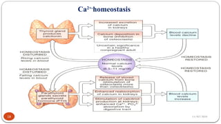 11/02/2024
18
Ca2+-
homeostasis
 