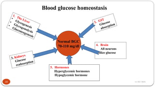 11/02/2024
19
Blood glucose homeostasis
Normal BGC
70-110 mg/dl
1. The Liver
•
Glycogenesis
•
Glycogenolysis
•
Gluconeogenesis
2. GIT
Glucose
absorption
4. Brain
All neurons
Utilize glucose
5. Hormones
Hyperglycemic hormones
Hypoglycemic hormone
3. Kidneys
Glucose
reabsorption
 