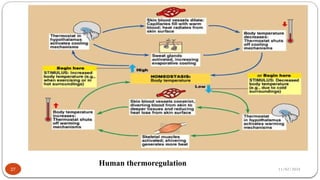 11/02/2024
27
Human thermoregulation
 