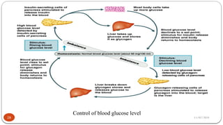 11/02/2024
28
Control of blood glucose level
 