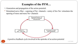 11/02/2024
Examples of the PFM…
31
1. Generation and propagation of the action potential.
 Stimulated nerve fiber →opening of Na+ channels →entry of few Na+ stimulates the
opening of more and more Na+ channels
A positive-feedback cycle involved in the upstroke of an action potential
 
