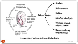11/02/2024
34
An example of positive feedback: Giving Birth
 