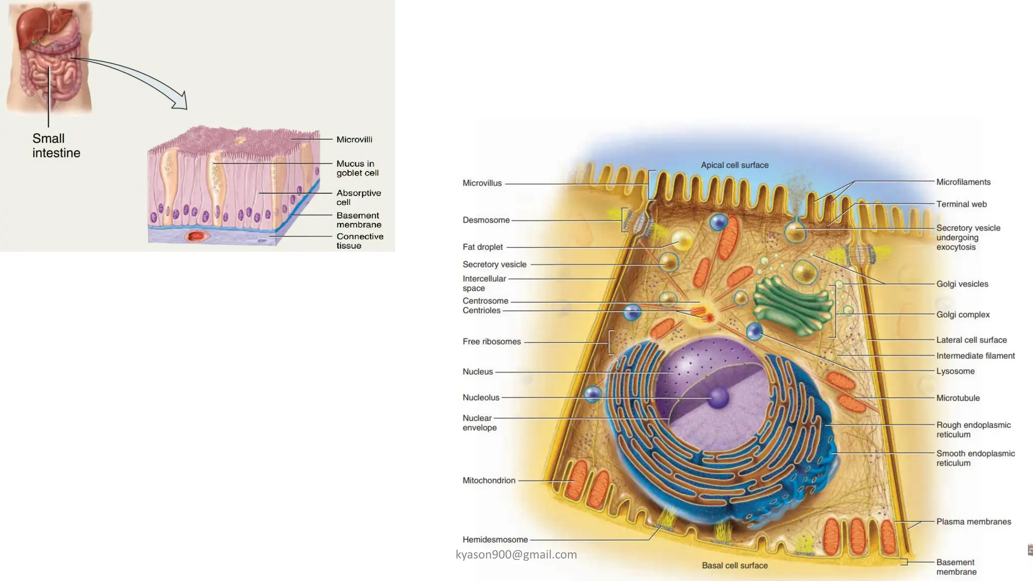 Cell structure and function basics in anatomy.pdf