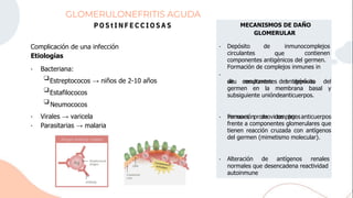 GLOMERULONEFRITIS AGUDA
P O S t I N F E C C I O S A S
Bacteriana:
❑
❑Estafilococos
❑
Virales → varicela
Parasitarias → malaria
Complicación de una infección
Etiologías
Neumococos
Estreptococos → niños de 2-10 años
•
•
•
MECANISMOS DE DAÑO
GLOMERULAR
normales que desencadena reactividad
autoinmune
Depósito
circulantes
componentes antigénicos del germen.
Formación de complejos inmunes in
de inmunocomplejos
contienen
que
situ resultantes del depósito
de componentes antigénicos del
germen en la membrana basal y
subsiguiente unióndeanticuerpos.
Formación de complejos
inmunes promovidos por anticuerpos
frente a componentes glomerulares que
tienen reacción cruzada con antígenos
del germen (mimetismo molecular).
Alteración de antígenos renales
•
•
•
•
 