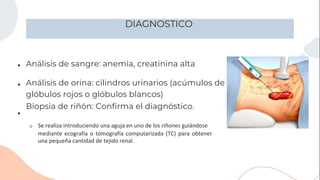 DIAGNOSTICO
●
●
●
Análisis de sangre: anemia, creatinina alta
Análisis de orina: cilindros urinarios (acúmulos de
glóbulos rojos o glóbulos blancos)
Biopsia de riñón: Confirma el diagnóstico.
○ Se realiza introduciendo una aguja en uno de los riñones guiándose
mediante ecografía o tomografía computarizada (TC) para obtener
una pequeña cantidad de tejido renal.
 