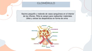 Racimo pequeño y redondo de vasos sanguíneos en el interior
de los riñones. Filtra la sangre para reabsorber materiales
útiles y extrae los desperdicios en forma de orina
GLOMÉRULO
 