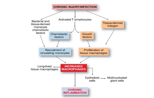 2. Inflammation power point for nursing students | PPTX