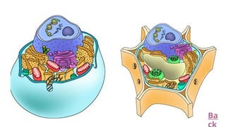 A Powerpoint Presentation of Cell Structure and Function | PPTX