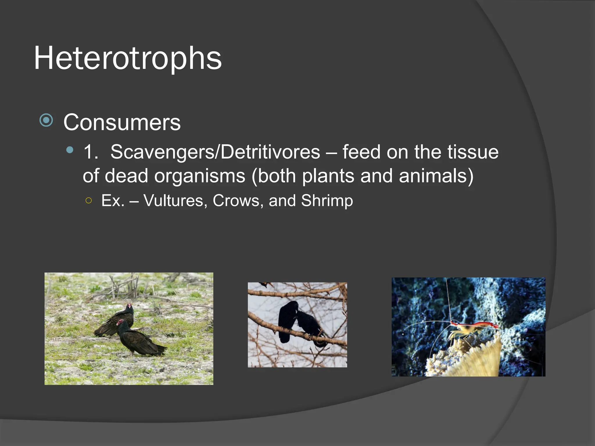 2.pptx food chain with ecology presentation | PPTX