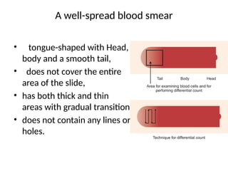 A well-spread blood smear
• tongue-shaped with Head,
body and a smooth tail,
• does not cover the entire
area of the slide,
• has both thick and thin
areas with gradual transition
• does not contain any lines or
holes.
 