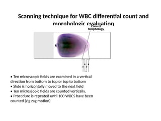 Scanning technique for WBC differential count and
morphologic evaluation
• Ten microscopic fields are examined in a vertical
direction from bottom to top or top to bottom
• Slide is horizontally moved to the next field
• Ten microscopic fields are counted vertically.
• Procedure is repeated until 100 WBCS have been
counted (zig zag motion)
 