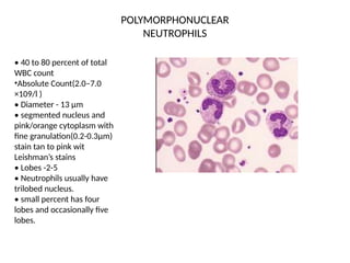POLYMORPHONUCLEAR
NEUTROPHILS
• 40 to 80 percent of total
WBC count
•Absolute Count(2.0–7.0
×109/l )
• Diameter - 13 μm
• segmented nucleus and
pink/orange cytoplasm with
fine granulation(0.2-0.3μm)
stain tan to pink wit
Leishman’s stains
• Lobes -2-5
• Neutrophils usually have
trilobed nucleus.
• small percent has four
lobes and occasionally five
lobes.
 