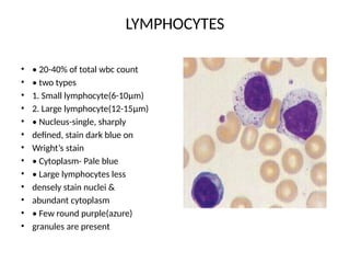 LYMPHOCYTES
• • 20-40% of total wbc count
• • two types
• 1. Small lymphocyte(6-10μm)
• 2. Large lymphocyte(12-15μm)
• • Nucleus-single, sharply
• defined, stain dark blue on
• Wright’s stain
• • Cytoplasm- Pale blue
• • Large lymphocytes less
• densely stain nuclei &
• abundant cytoplasm
• • Few round purple(azure)
• granules are present
 