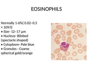 EOSINOPHILS
Normally 1-6%( 0.02–0.5
× 109/l)
• Size- 12–17 μm
• Nucleus- Bilobed
(spectacle shaped)
• Cytoplasm- Pale blue
• Granules - Coarse
spherical gold/orange
 
