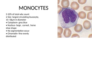 MONOCYTES
2-10% of total wbc count
• Size- largest circulating leucocyte,
15–18μm in diameter
• Cytoplasm- grey blue
• Nucleus- large , curved , horse
shoe shape
• No segmentation occur
• Chromatin- fine evenly
distributed
 