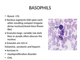 BASOPHILS
• Rarest <1%
• Nucleus segments fold upon each
other resulting compact irregular
dense nucleus(closed lotus flower
like)
• Granules-large, variable size dark
blue or purple often obscure the
nucleus
• Granules are rich in
histamine, serotonin and heparin
• Increase in
• myeloproliferative disorder-
• CML
 