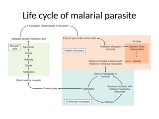 Life cycle of malarial parasite
 