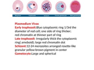 Plasmodium Vivax
Early trophozoit:Blue cytoplasmic ring 1/3rd the
diameter of red cell; one side of ring thicker;
red chromatin at thinner part of ring
Late trophozoit: Irregularly thick the cytoplasmic
ring( ameboid); large red chromatin dot
Schizont:12-24 merozoites arranged rosette-like
granular yellow-brown pigment in center
Gametocyte:Large and spherical
 