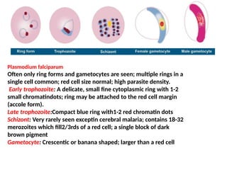 Plasmodium falciparum
Often only ring forms and gametocytes are seen; multiple rings in a
single cell common; red cell size normal; high parasite density.
Early trophozoite: A delicate, small fine cytoplasmic ring with 1-2
small chromatindots; ring may be attached to the red cell margin
(accole form).
Late trophozoite:Compact blue ring with1-2 red chromatin dots
Schizont: Very rarely seen exceptin cerebral malaria; contains 18-32
merozoites which fill2/3rds of a red cell; a single block of dark
brown pigment
Gametocyte: Crescentic or banana shaped; larger than a red cell
 