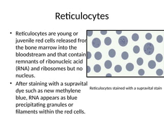 Reticulocytes
• Reticulocytes are young or
juvenile red cells released from
the bone marrow into the
bloodstream and that contain
remnants of ribonucleic acid
(RNA) and ribosomes but no
nucleus.
• After staining with a supravital
dye such as new methylene
blue, RNA appears as blue
precipitating granules or
filaments within the red cells.
Reticulocytes stained with a supravital stain
 