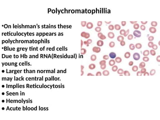 Polychromatophillia
•On leishman’s stains these
reticulocytes appears as
polychromatophils
•Blue grey tint of red cells
Due to Hb and RNA(Residual) in
young cells.
• Larger than normal and
may lack central pallor.
• Implies Reticulocytosis
• Seen in
• Hemolysis
• Acute blood loss
 