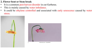 2-production-technology-of-gerbera-pptx