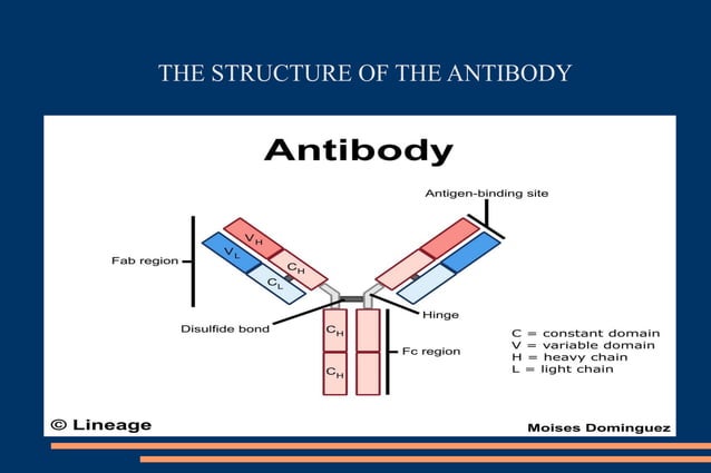 Antigens and antibody of human body part.ppt