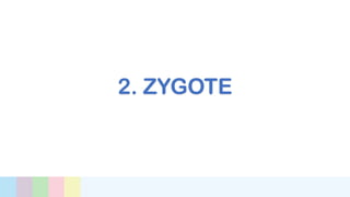 2. ZYGOTE
 