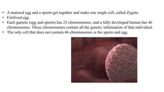 • A matured egg and a sperm get togather and make one single cell, called Zygote.
• Firtilized egg.
• Each gamete (egg and sperm) has 23 chromosomes, and a fully developed human has 46
chromosomes. These chromosomes contain all the genetic information of that individual.
• The only cell that does not contain 46 chromosomes is the sperm and egg.
 