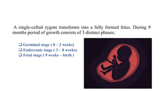 A single-celled zygote transforms into a fully formed fetus. During 9
months period of growth consists of 3 distinct phases;
 Germinal stage ( 0 – 2 weeks)
 Embryonic stage ( 3 – 8 weeks)
 Fetal stage ( 9 weeks – birth )
 