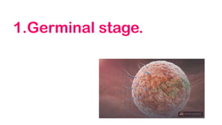 1.Germinal stage.
 