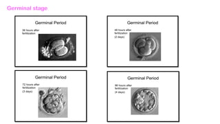 Germinal stage
 