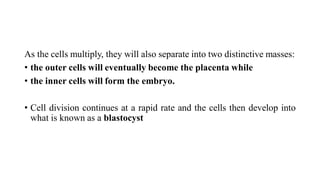 As the cells multiply, they will also separate into two distinctive masses:
• the outer cells will eventually become the placenta while
• the inner cells will form the embryo.
• Cell division continues at a rapid rate and the cells then develop into
what is known as a blastocyst
 