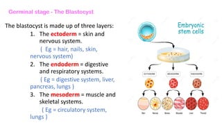 Germinal stage - The Blastocyst
The blastocyst is made up of three layers:
1. The ectoderm = skin and
nervous system.
( Eg = hair, nails, skin,
nervous system)
2. The endoderm = digestive
and respiratory systems.
( Eg = digestive system, liver,
pancreas, lungs )
3. The mesoderm = muscle and
skeletal systems.
( Eg = circulatory system,
lungs )
 