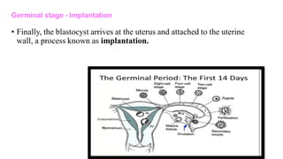 Germinal stage - Implantation
• Finally, the blastocyst arrives at the uterus and attached to the uterine
wall, a process known as implantation.
 