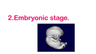 2.Embryonic stage.
 