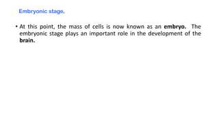 Embryonic stage.
• At this point, the mass of cells is now known as an embryo. The
embryonic stage plays an important role in the development of the
brain.
 