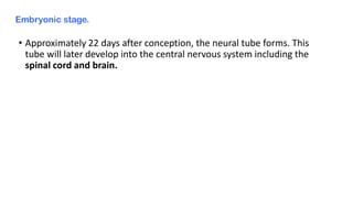 Embryonic stage.
• Approximately 22 days after conception, the neural tube forms. This
tube will later develop into the central nervous system including the
spinal cord and brain.
 