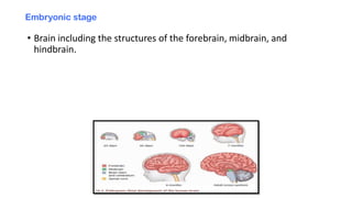 Embryonic stage
• Brain including the structures of the forebrain, midbrain, and
hindbrain. ​
 