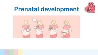 Prenatal development
 