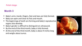 Fetal stage
Month 3
 Baby’s arms ,hands ,fingers, feet and toes are fully formed.
 Baby can open and close its fists and mouth.
 The beginnings of teeth are forming and baby’s reproductive
organs also develop.
 Baby’s gender is difficult to distinguish on ultrasound.
 By the end of the third month, baby is fully formed.
 At the end of the third month, baby is about 4 inches long
and weighs about ounce.
 