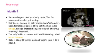 Fetal stage
Month 5
 You may begin to feel your baby move. This first
movement is called quickening.
 Hair begins to grow on baby’s head. baby’s shoulders,
back, temples are covered by a soft fine hair called
lanugo. Lanugo protects baby and they fall of during
the baby’s first week.
 The baby’s skin is covered with a white coating called
vernix caseosa.
 Baby is about 10 inches long and weighs from ½ to 1
pound.
 